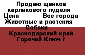 Продаю щенков карликового пуделя › Цена ­ 2 000 - Все города Животные и растения » Собаки   . Краснодарский край,Горячий Ключ г.